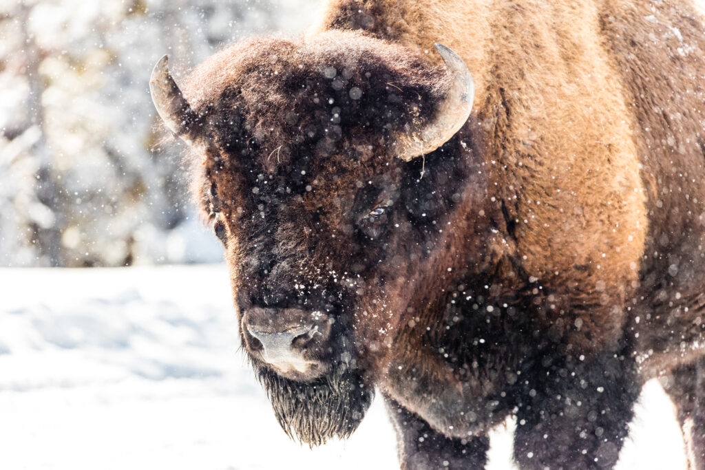 Montana bison producers could get boost under new proposal