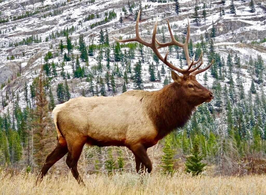 Conservation groups, Forest Service, argue merits and harms of Big Belts logging operation