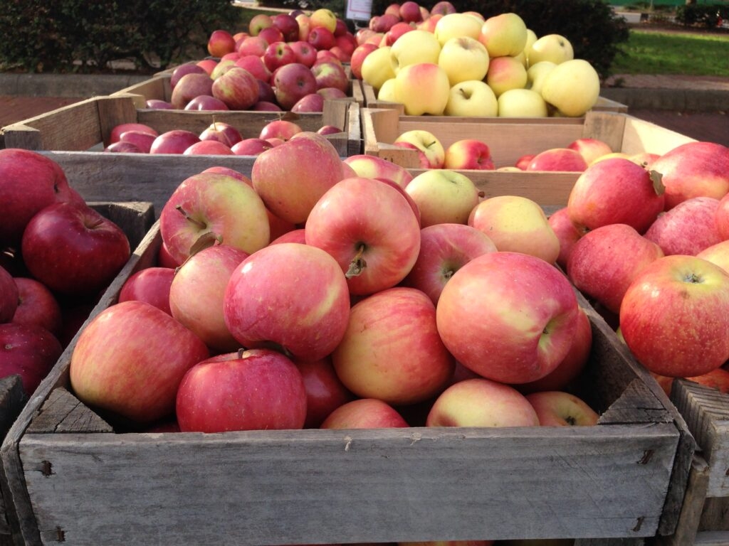 ‘A ton of confusion': Farmers market SNAP programs push forward amid uncertainty