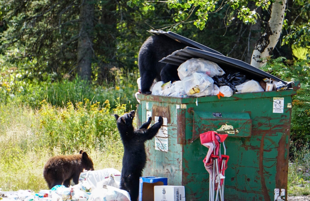 Two black bears involved in separate food-related conflicts in Glacier, one euthanized