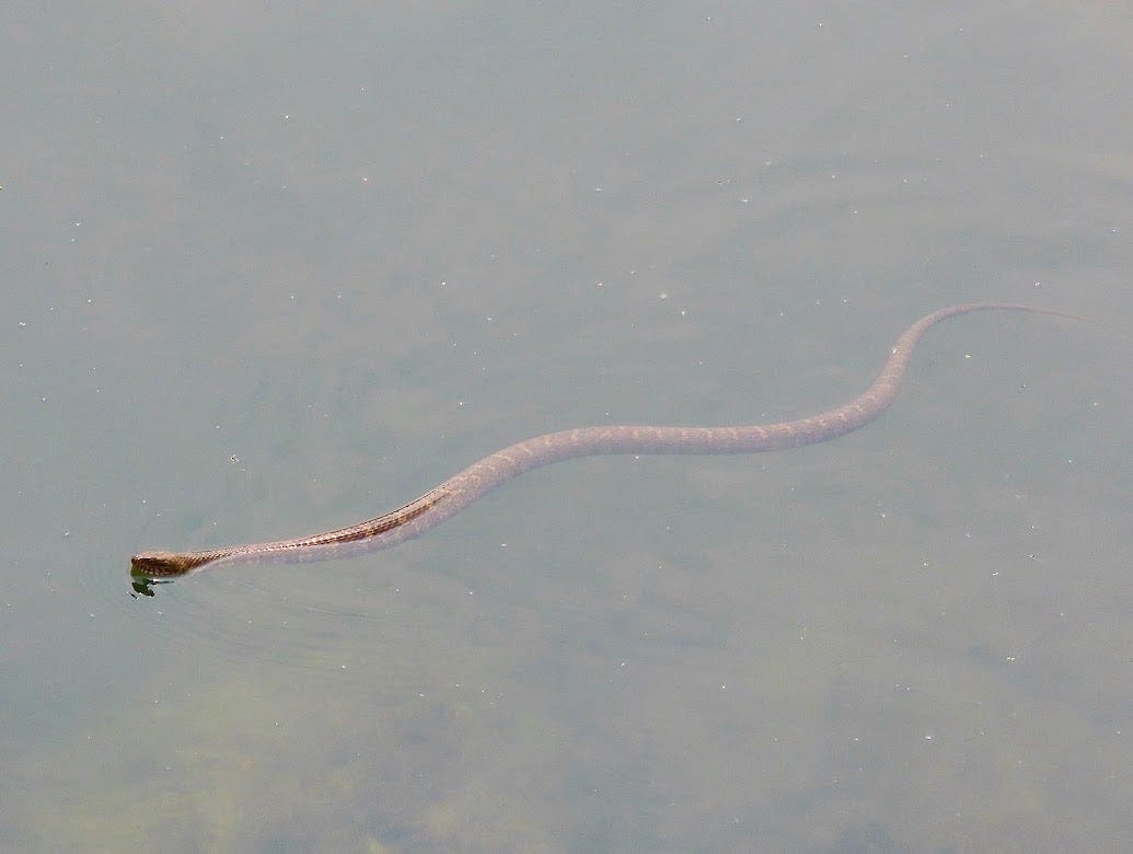 5 most snake-infested lakes and ponds in Delaware. What you need to know before going out