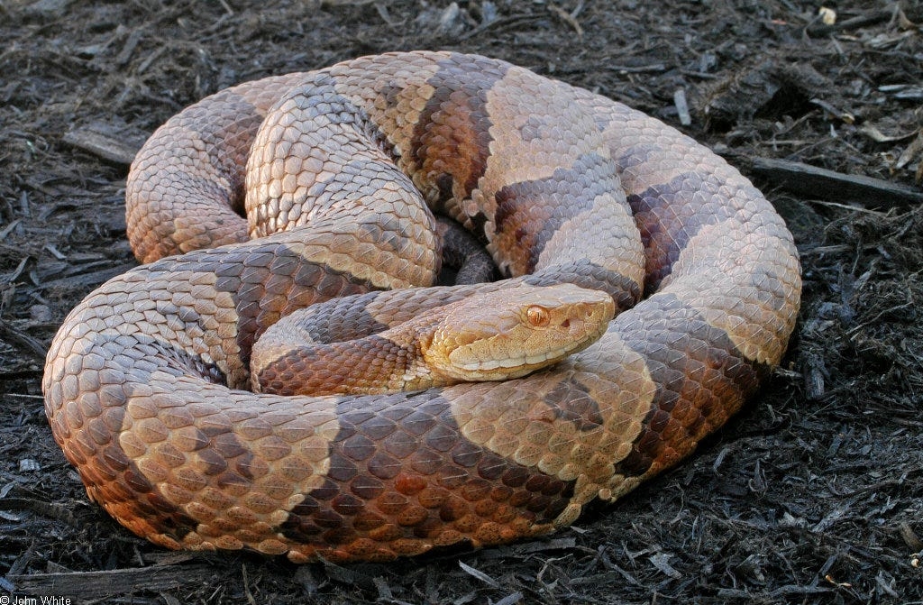 Delaware is home to dangerous animals. Here's a look at 9 of them