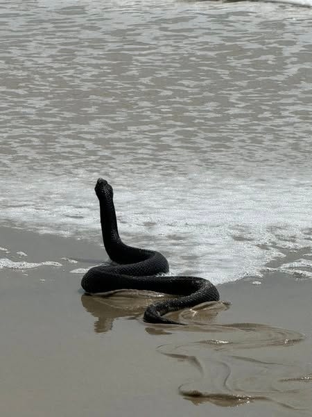 'It's a snake!' Ocean City, Md., sighting on beach 'frightening but cool' for visitors