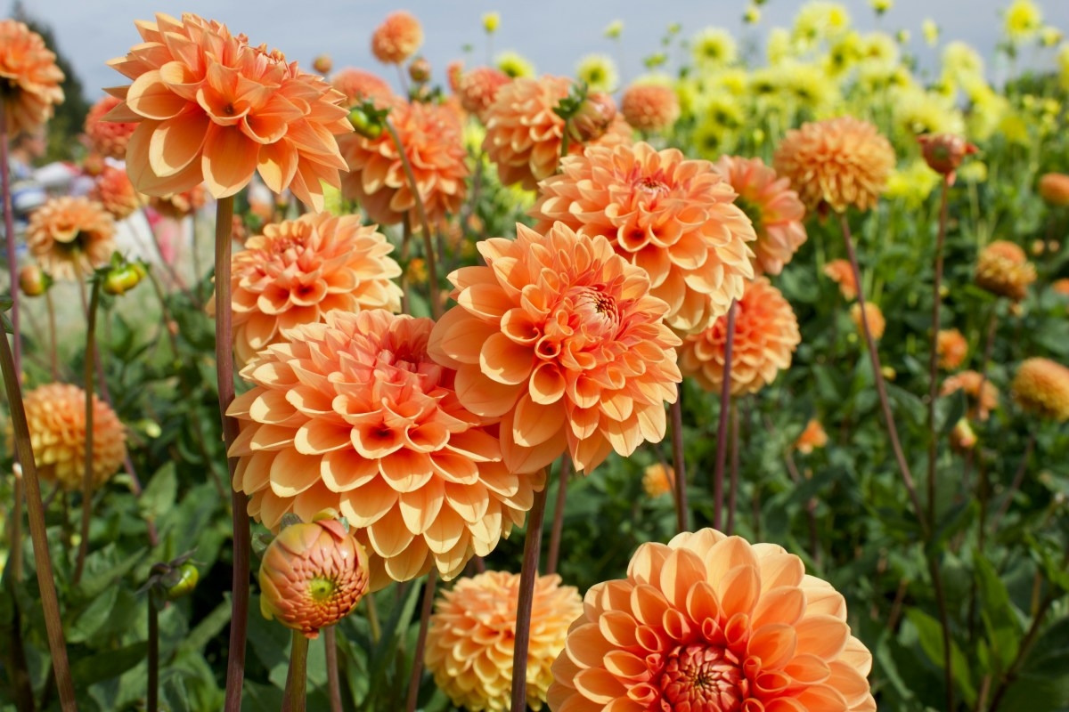 Dahlias Aren't Just Pretty—Here's the Powerful Meaning They Hold