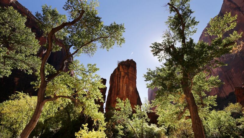 $3 million awarded for Forest Legacy project north of Zion National Park