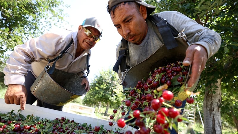 Trump administration to streamline migrant work visa program for U.S. farmers