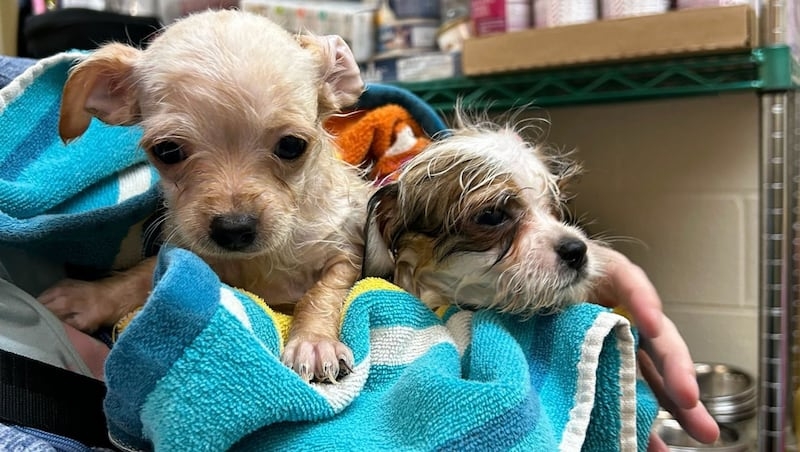 Weber County Animal Services staffers get outpouring of support in caring for 150-plus dogs