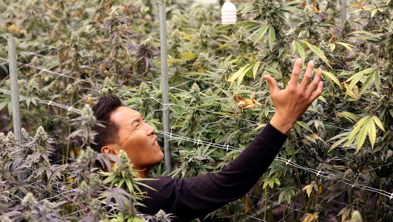 Despite some health benefits, could cannabis break your heart?