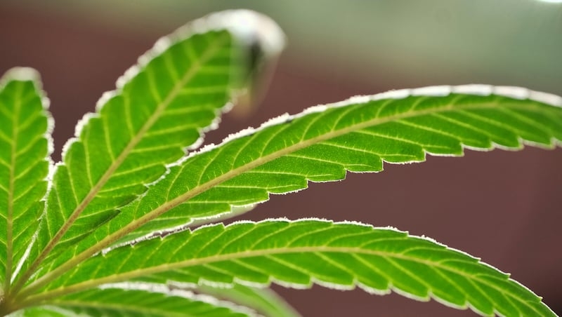 Opinion: Marijuana's newfound health problems