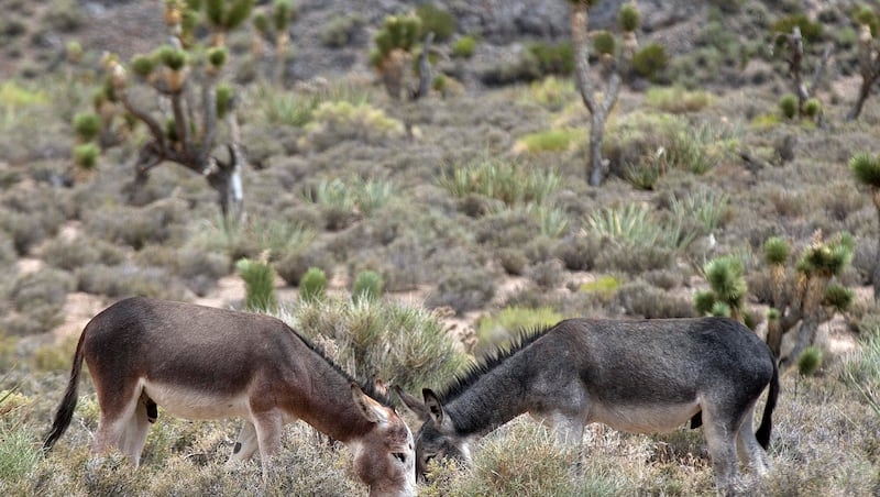Deaths of burros in Utah under BLM's care raise questions