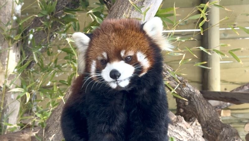 8-year-old Chinese red panda dies at Hogle Zoo