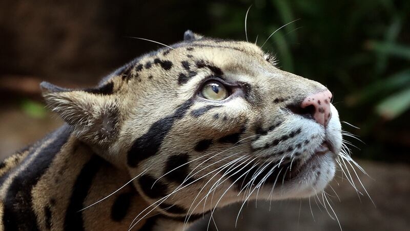 Koshi, the 10-year-old clouded leopard at Draper aquarium, dies of diabetes