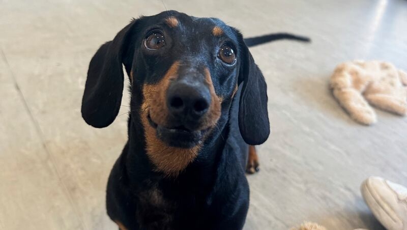 Mini dachshund that survived 18 months on a remote island is joyfully reunited with her owners