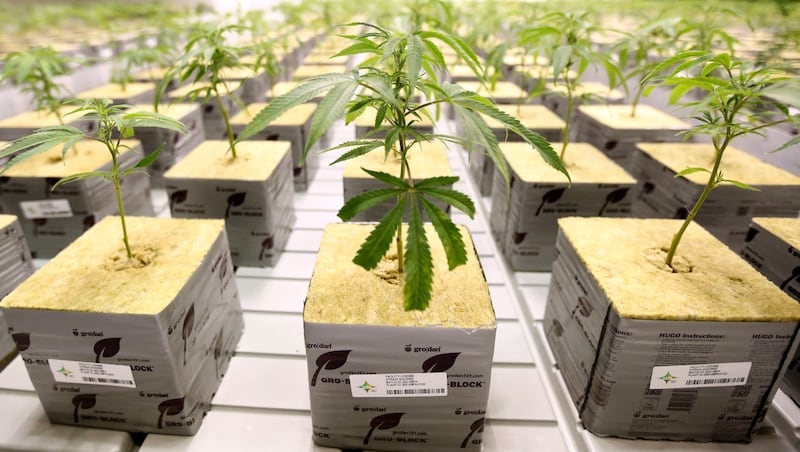More than half of Utahns favor legalizing recreational marijuana: Poll