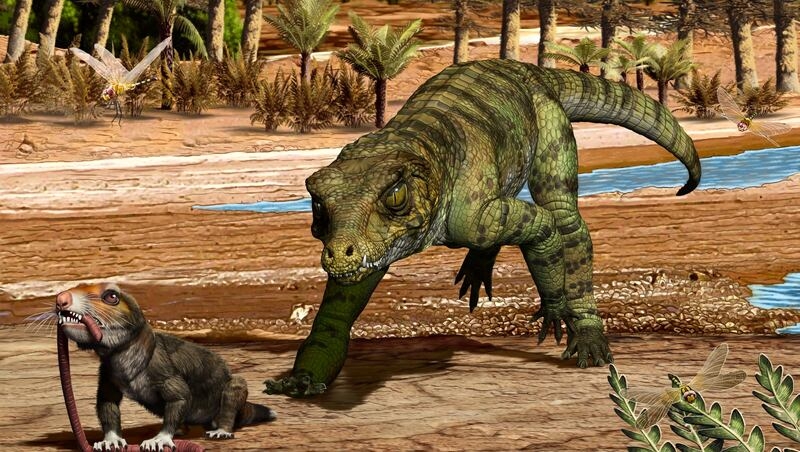 They're not the prettiest, but they survived 2 extinction events