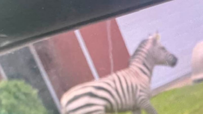 A pet zebra caused ‘havoc' after escaping from its owner in Tennessee