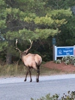 Officials will use trail cameras, elk teeth to track Michigan's elk herd. What to know