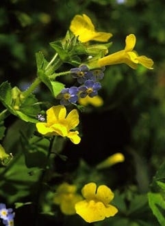 Scientists haven't seen this Michigan plant in years. What to know about monkeyflower