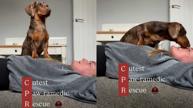 Video: Dachshund Works Hard To Perform the ‘Cutest' CPR on Owner