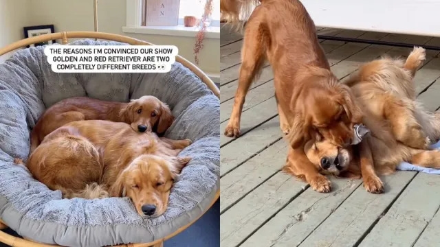 Video: Owner Is Convinced Her Two Golden Retrievers Are ‘Completely Different Breeds'
