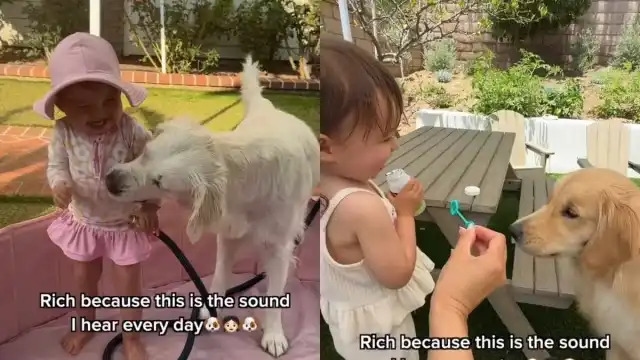 Video: Toddler's Playtime With Golden Retriever Includes Non-Stop Giggles