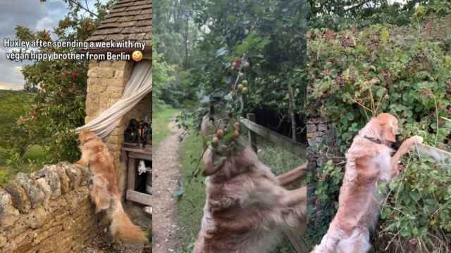 Video: Golden Retriever's Diet Dramatically Changes After Owner's Vegan Brother's Visit