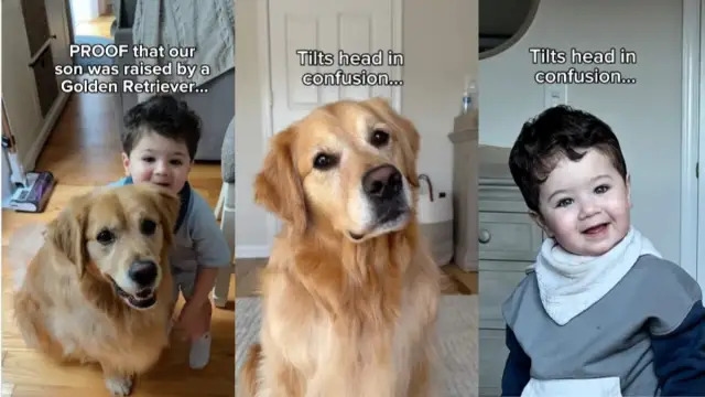 Video: Owner Proves That Golden Retriever Raised Little Boy
