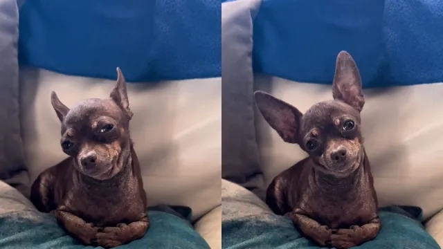 Video: Dog Has a Stare He Only Gives to People He Loves