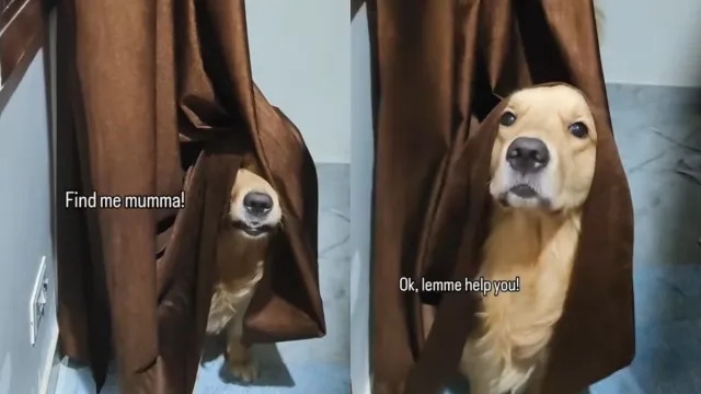 Video: Golden Retriever Playing Hide and Seek in the Funniest Way
