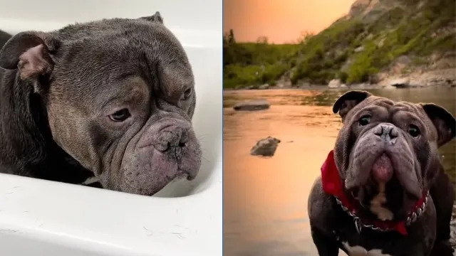 American Bully Prefers ‘Stinky River Water' Over ‘Clean Bath Water'