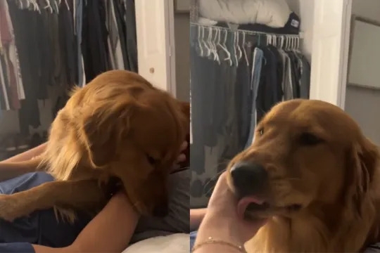Video: Dog Does This With Dad, but With Mom He Is So Different