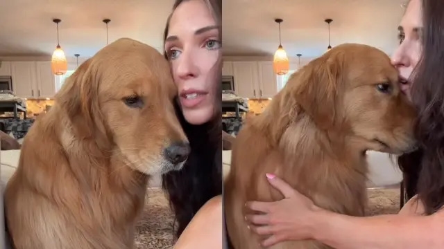 Video: Golden Retriever With Big Feelings Wants to Cuddle While Owner Comforts Him