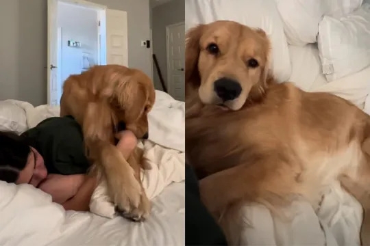 Video: Golden Retriever Won't Let Owner Have ‘Peaceful Morning'