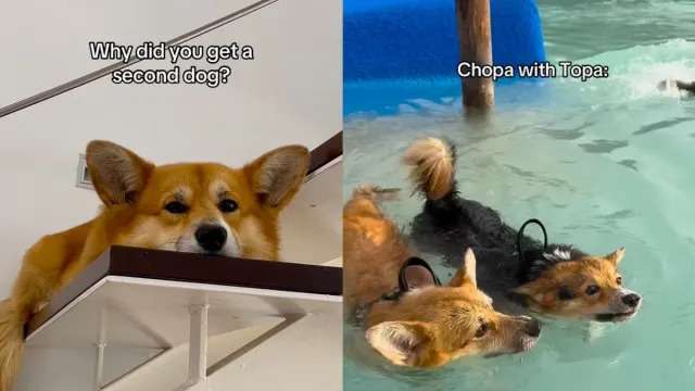 Video: Owner Shares Why Giving Corgi a Furry Sibling Was Their ‘Best Decision'