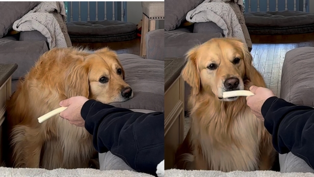 Video: Golden Retriever Struggles Between Craving & Morals Until He Gives One Up
