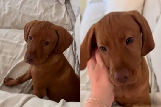Video: ‘Lonely' Puppy Invites Owner To Spend Time With Him on the Sofa