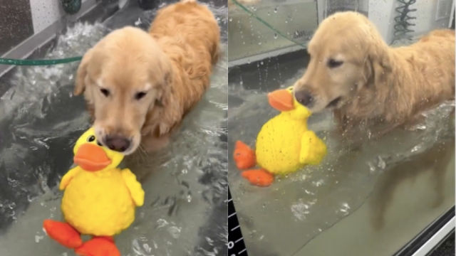 Video of Dog Holding on to Duckie During Water Therapy Goes Viral