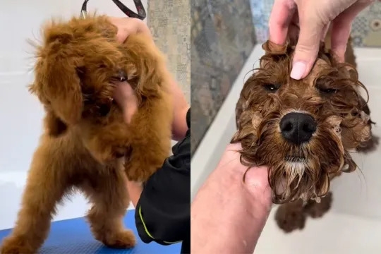 Video: Puppy's First Grooming Session Doesn't Go Swimmingly