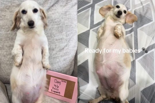 Video: Dog Mom Flaunts Her Baby Belly During Pregnancy Journey