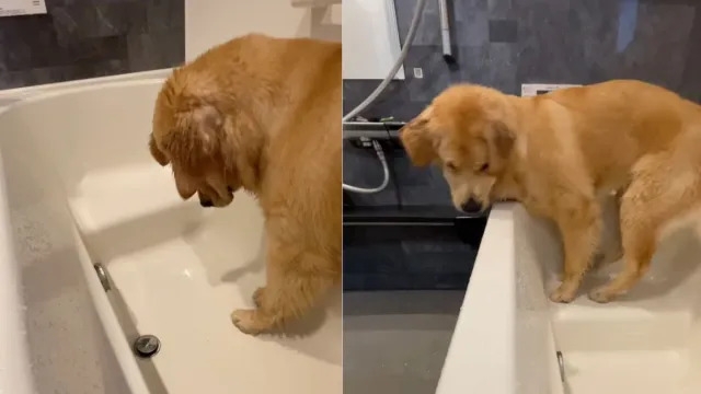 Dog Is Utterly Confused About a Bath Feature in Funny Video
