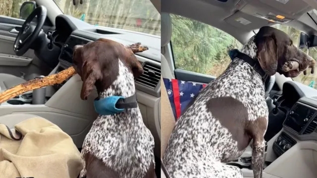 Video: Dog Knows He's Carrying a Stick He Isn't Supposed To