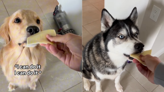 Video: Four Dogs React to ‘Small Bite' in Wildly Different Ways