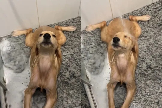 Puppy Is Unexpectedly Calm During Bath in Cute TikTok Video