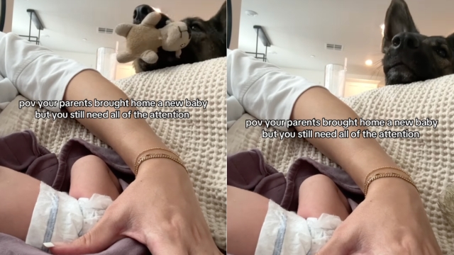Dog Teaches Baby to Play Fetch at an Early Age in Adorable Video