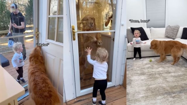 This Golden Retriever & Toddler's Reunion Video Is One for the Books
