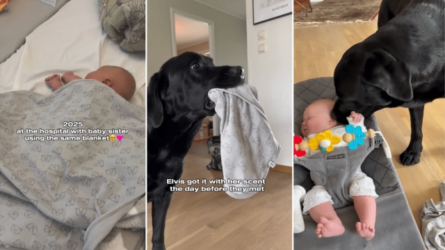 Video: Owner's Way of Introducing Dog to Baby Siblings Is Smart & Adorable