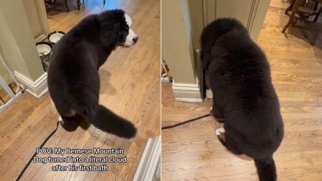 Video: Bernese Mountain Dog Turns Into a Fluffy ‘Cloud' After First Bath
