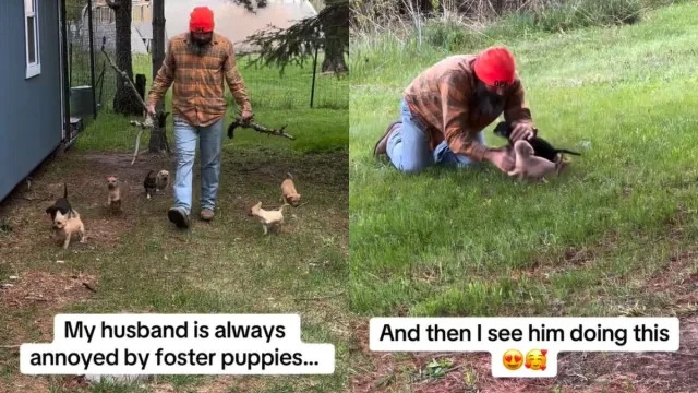 Video Captures Man Who ‘Doesn't Like' Foster Puppies Yet Does This