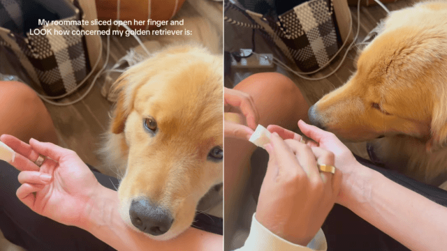 Video: Golden Retriever Grows ‘Concerned' After ‘Spare Human' Cuts Her Finger