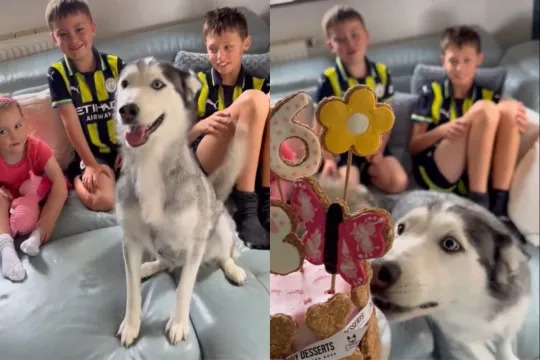 Whole Family Gathers To Celebrate Husky's Birthday in Viral TikTok Video